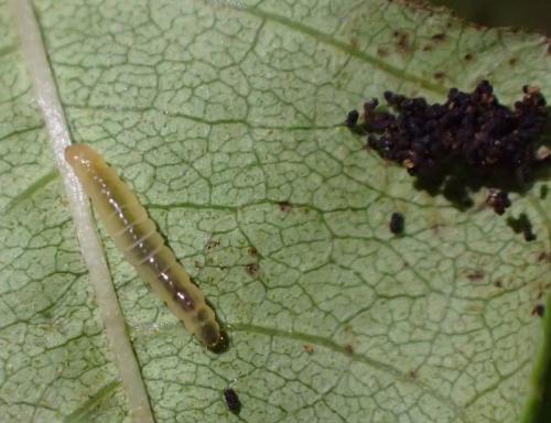 Réf. 266 656 : Caloptilia cuculipennella